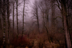 Dan Welyk - Winter Mist