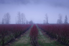 Dan Welyk - Winter Field
