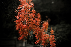 Harry Vose - Fall
