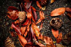Harry Vose - Fall