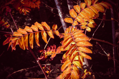 Harry Vose - Fall